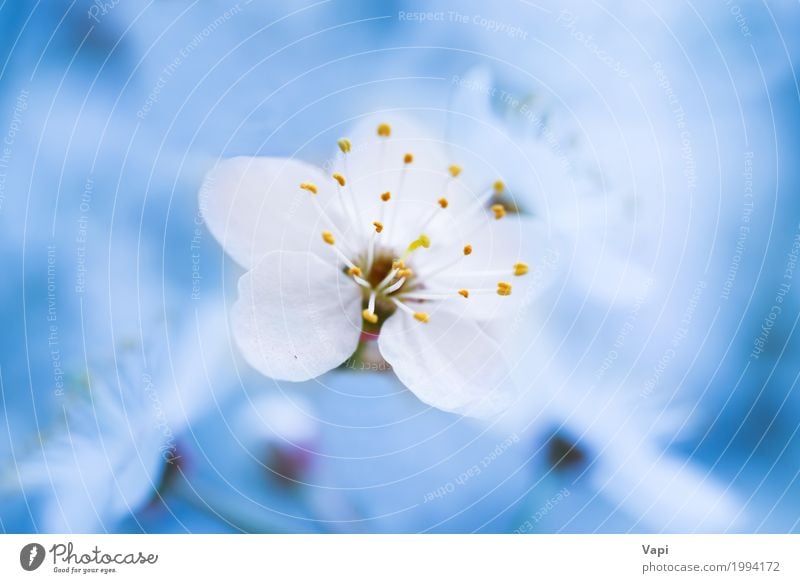 Blühende weiße Frühlingsblumen des Frühlinges Garten Umwelt Natur Landschaft Pflanze Himmel Baum Blume Blatt Blüte frisch natürlich neu weich blau gelb