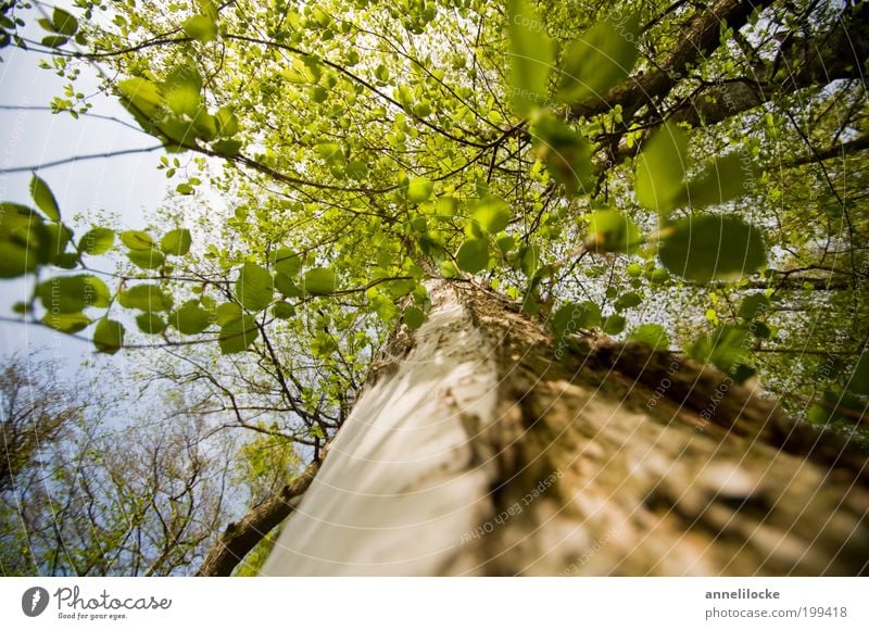 tief Luft holen Ausflug Umwelt Natur Frühling Sommer Schönes Wetter Pflanze Baum Blatt Wildpflanze Baumstamm Ast Blätterdach Baumkrone Park Wald Wachstum ruhig