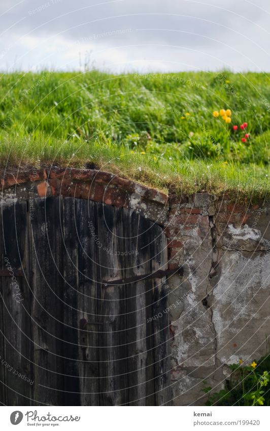 Tor Umwelt Natur Landschaft Pflanze Himmel Wolken Frühling Sommer Klima schlechtes Wetter Wärme Blume Gras Tulpe Blüte Grünpflanze Wiese Hügel Mauer Wand Tür