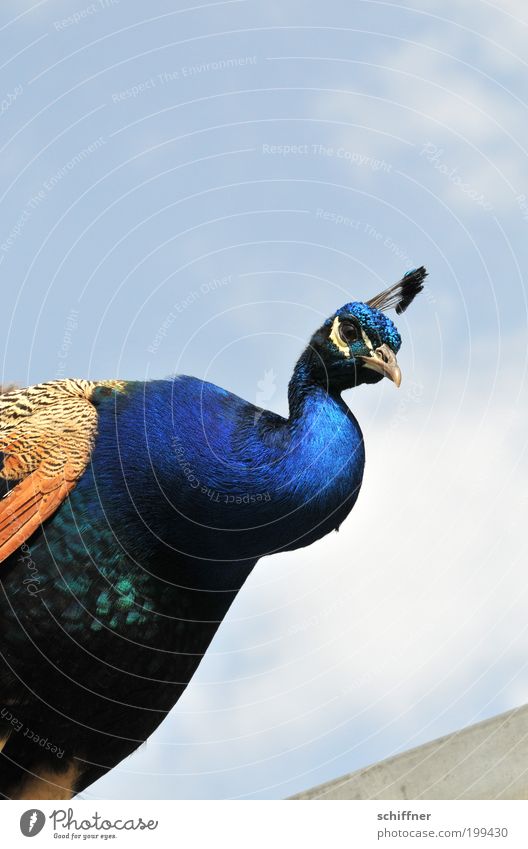 Was guckst Du? Natur Tier Vogel 1 Blick schön listig Neugier blau braun Pfau Pfauenfeder Hals Feder schimmern leuchten Schnabel Himmel Außenaufnahme Tag