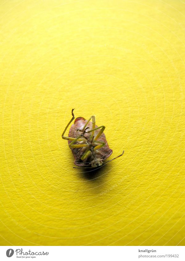 Ich war einmal Tier Totes Tier Käfer 1 liegen braun gelb Gefühle Traurigkeit Trauer Tod Endzeitstimmung Natur stagnierend Vergänglichkeit Rückenlage tot sein