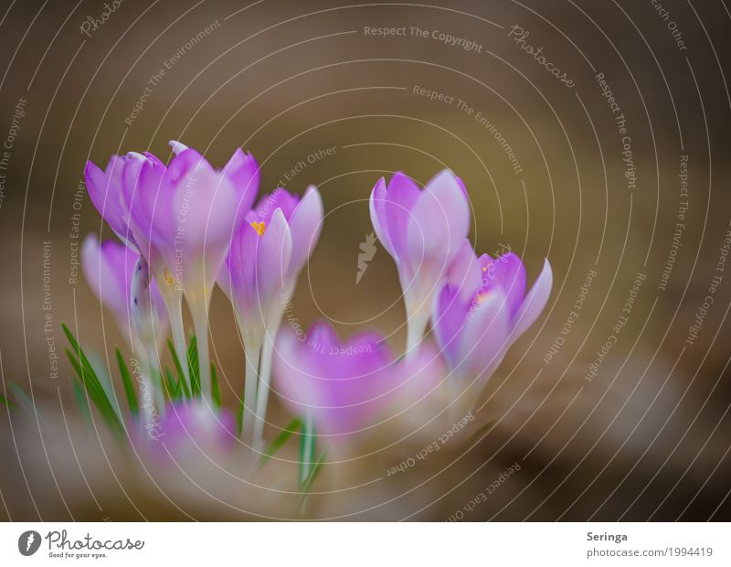 Krokussfamilie Umwelt Natur Landschaft Pflanze Tier Frühling Blume Gras Blüte Wildpflanze Garten Park Wiese Blühend Krokusse violett Farbfoto mehrfarbig