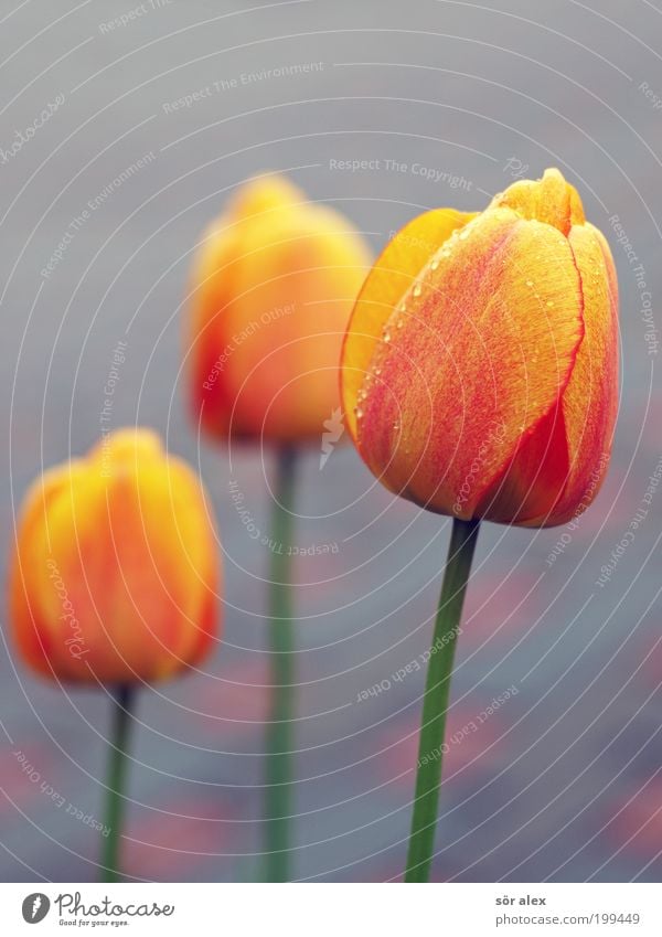 vielen Dank für die Blumen Pflanze Frühling Tulpe Duft schön Kitsch gelb grau grün rot Glück Fröhlichkeit Frühlingsgefühle Ehrlichkeit Valentinstag Muttertag