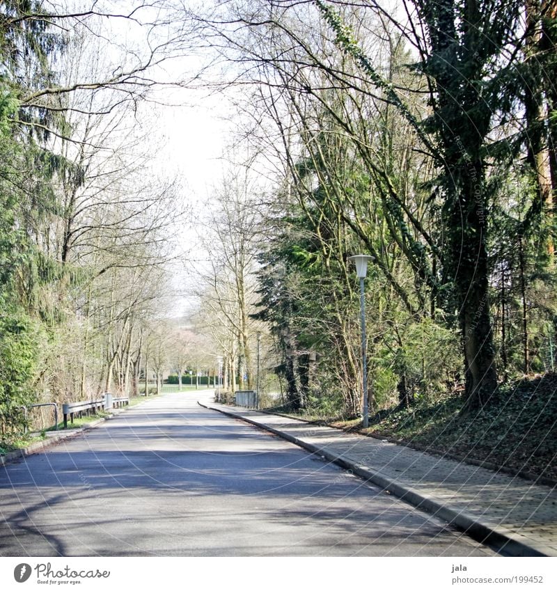 Nachhauseweg Umwelt Natur Frühling Schönes Wetter Pflanze Baum Sträucher Grünpflanze Straße Farbfoto Außenaufnahme Menschenleer Tag Licht Schatten heimwärts