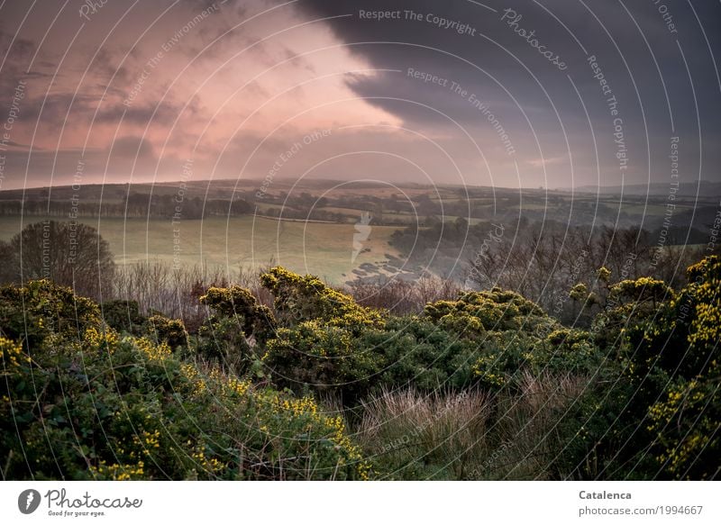 Am Abend im Moor wandern Natur Landschaft Wolken Horizont Sonnenaufgang Sonnenuntergang Winter Pflanze Baum Gras Sträucher Ginsterblüte Brombeerranken Feld Wald