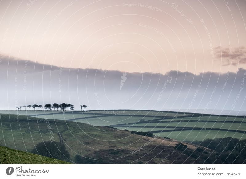 Nostalgie Natur Landschaft Himmel Wolken Horizont Winter Baum Gras Sträucher Wäldchen Feld Hecke Wiese Hügel Moor Schafsweide ästhetisch außergewöhnlich braun