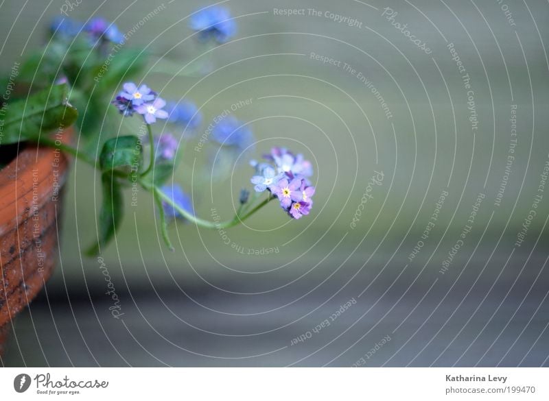 vergissmeinnicht II Pflanze Frühling Sommer Blume Topfpflanze Blumentopf Blühend Wachstum Duft Erholung nachhaltig rein Zufriedenheit violett grün Farbfoto