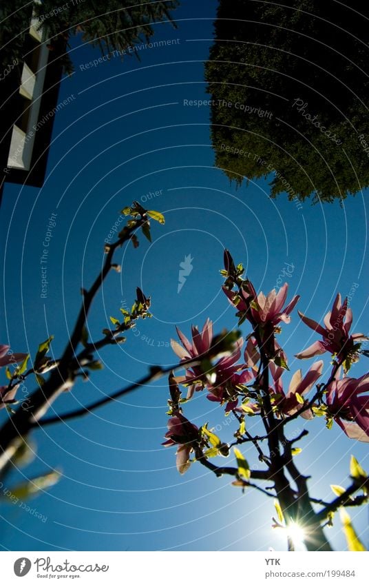 Earth View Umwelt Natur Pflanze Urelemente Luft Himmel Wolkenloser Himmel Sonne Sonnenlicht Frühling Baum Blüte Grünpflanze Wachstum blau rosa entdecken Farbe