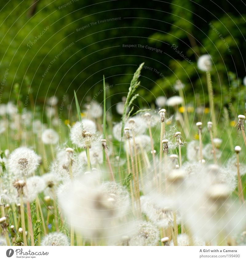 Viele Wünsche frei .... Umwelt Natur Landschaft Pflanze Frühling Blume Gras Löwenzahn Wiese frisch schön natürlich grün weiß Fortpflanzung Löwenzahnfeld Wunsch