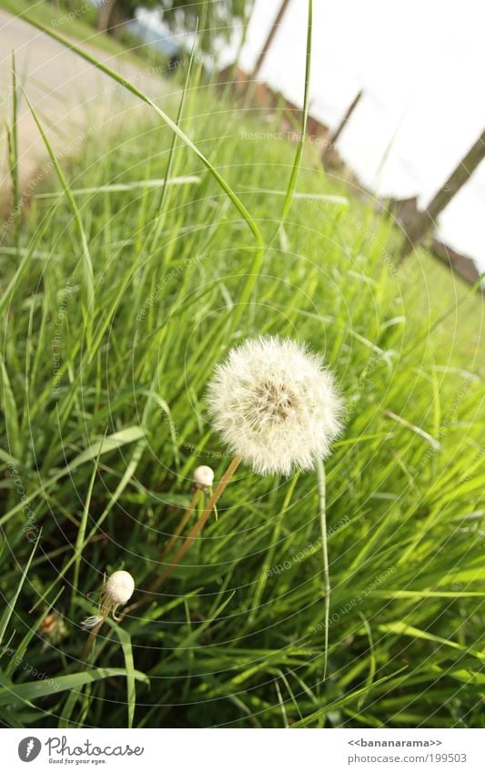 Ein Wunsch frei ... Landschaft Blume Blüte Grünpflanze Löwenzahn Wiese Wiesenflockenblume Frühling Natur grün Gras Grasland Graswiese Grasbüschel Fußweg hell