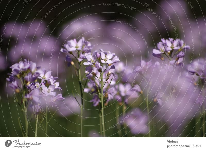 Wiesenschaumkraut Natur Pflanze Frühling Blume Blüte Fröhlichkeit schön Wiesen-Schaumkraut Farbfoto Makroaufnahme Sonnenlicht Unschärfe Blütenstauden