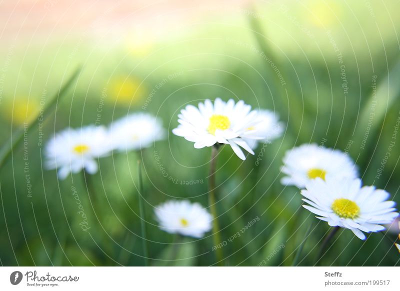 Gänseblümchen am Wegesrand Gänseblumen Frühlingsblumen dezent heimisch einfach normal bescheiden natürlich Wildblumen Wiesenblumen blühende Blumen