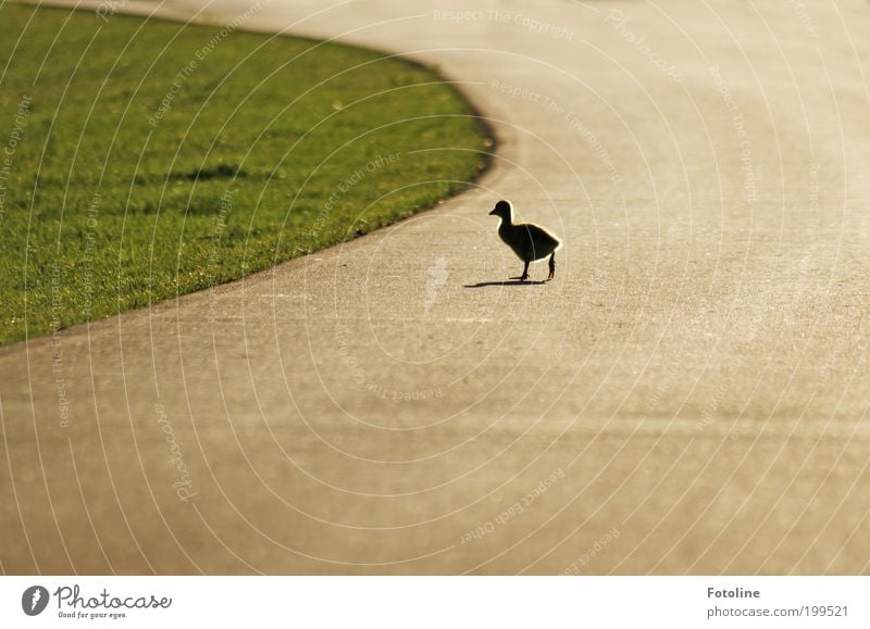 ausgebüxt II Umwelt Natur Landschaft Pflanze Tier Urelemente Erde Wärme Gras Park Wildtier Vogel Tierjunges gehen laufen Küken Spaziergang Wege & Pfade Straße