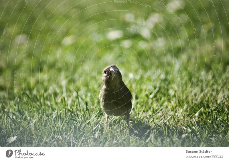 ich habe einen Vogel Wiese Wildtier Tierjunges beobachten Kommunizieren Lächeln Freundlichkeit listig wild Appetit & Hunger Spatz niedlich Unschärfe Mitte