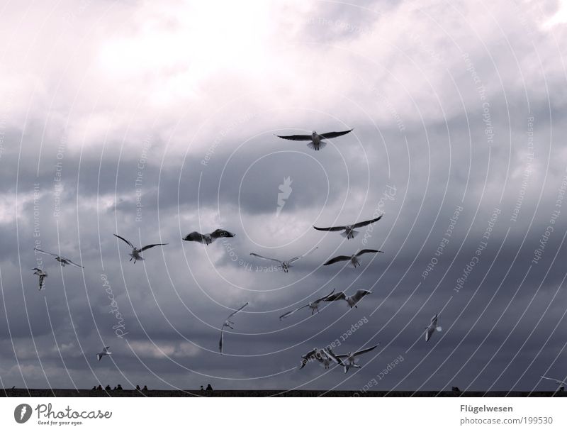 Kleine weiße Friedensmöwe... Landschaft Himmel Klima Klimawandel Wetter Küste Vogel fliegen Willensstärke Mut Tatkraft Möwe Ostsee Mecklenburg-Vorpommern Meer