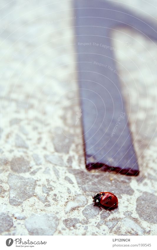 Marienhof Umwelt Natur Wege & Pfade Käfer 1 Tier krabbeln laufen rot Mitgefühl Verantwortung achtsam Umweltschutz Marienkäfer marienhof Farbfoto Außenaufnahme