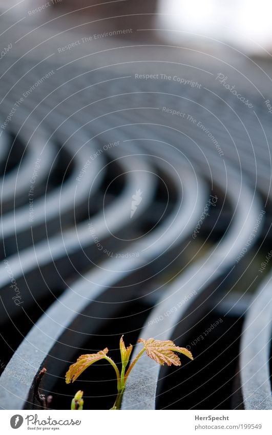 Wenn ich mal groß bin... Pflanze Blatt Grünpflanze Gitter Metall grau sprießen geschwungen zartes Grün Farbfoto Gedeckte Farben Außenaufnahme Nahaufnahme