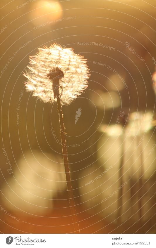 dandelion clock standing alone Umwelt Natur Pflanze Frühling Sommer Schönes Wetter Wiese leuchten ästhetisch braun gold Frühlingsgefühle Warmherzigkeit schön