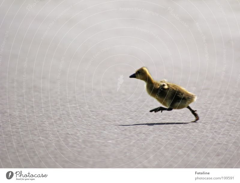 Meep meep! Roadrunner Umwelt Natur Tier Frühling Schönes Wetter Wärme Wege & Pfade laufen rennen Gans Küken Farbfoto mehrfarbig Außenaufnahme Textfreiraum links