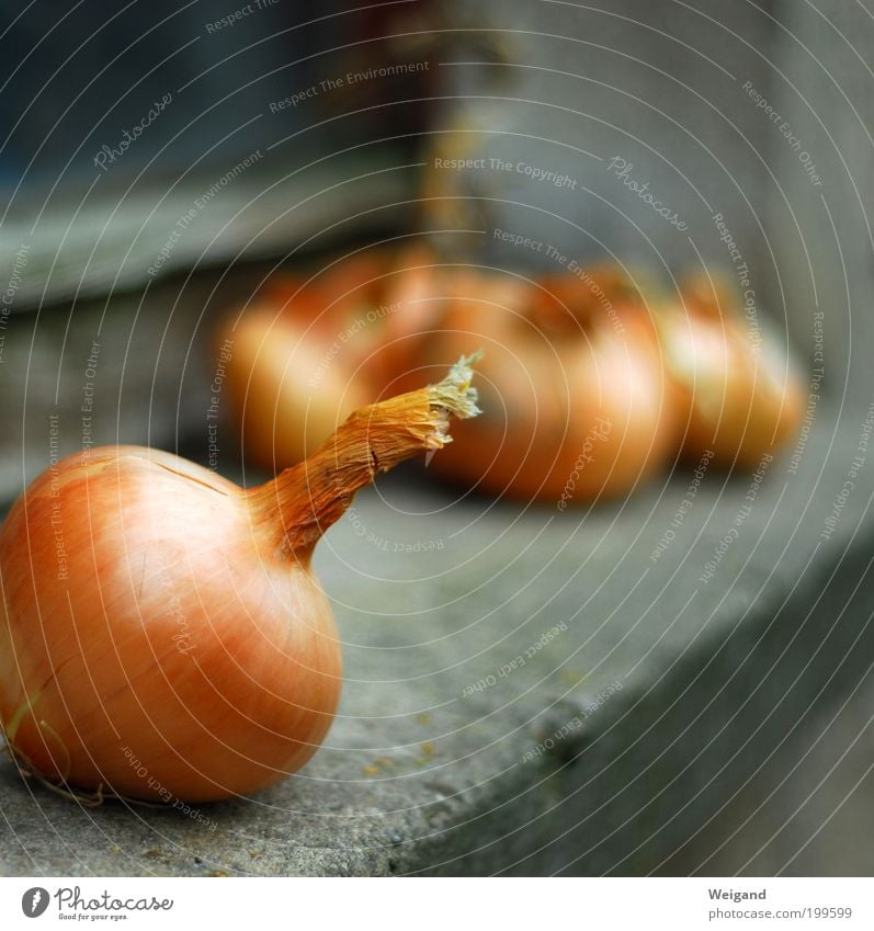 Die besten Zutaten für leckeren Zwiebelkuchen Lebensmittel Gemüse Ernährung Bioprodukte Vegetarische Ernährung gold grau Landleben Gesundheit orange Farbfoto