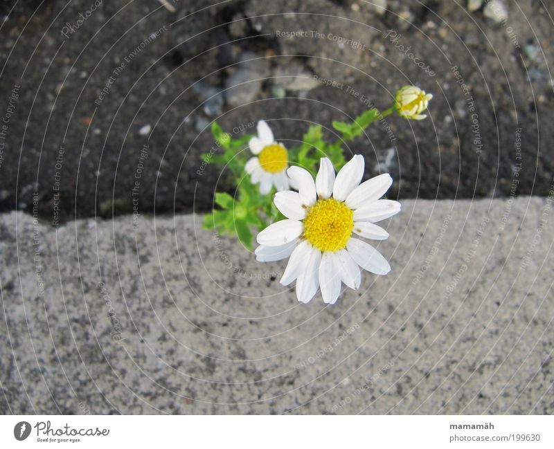 Blümchen Natur Frühling Blume Fröhlichkeit Margerite Beton Straßenrand Steinboden Wegrand grün weiß Blüte Blühend Überlebenskünstler Wachstum gedeihen sprießen