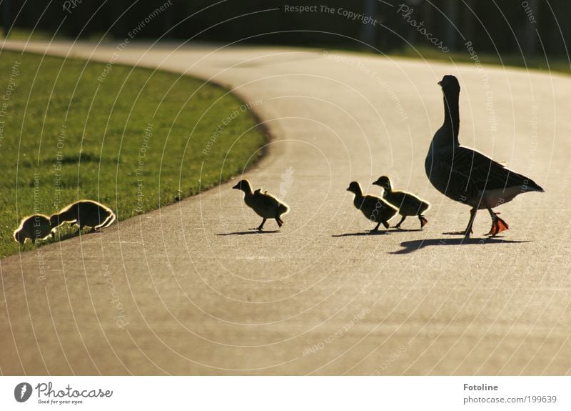 Für alle Mütter UND Väter Umwelt Natur Landschaft Pflanze Tier Erde Frühling Schönes Wetter Wärme Gras Park Seeufer Vogel Flügel Tierjunges Tierfamilie gehen