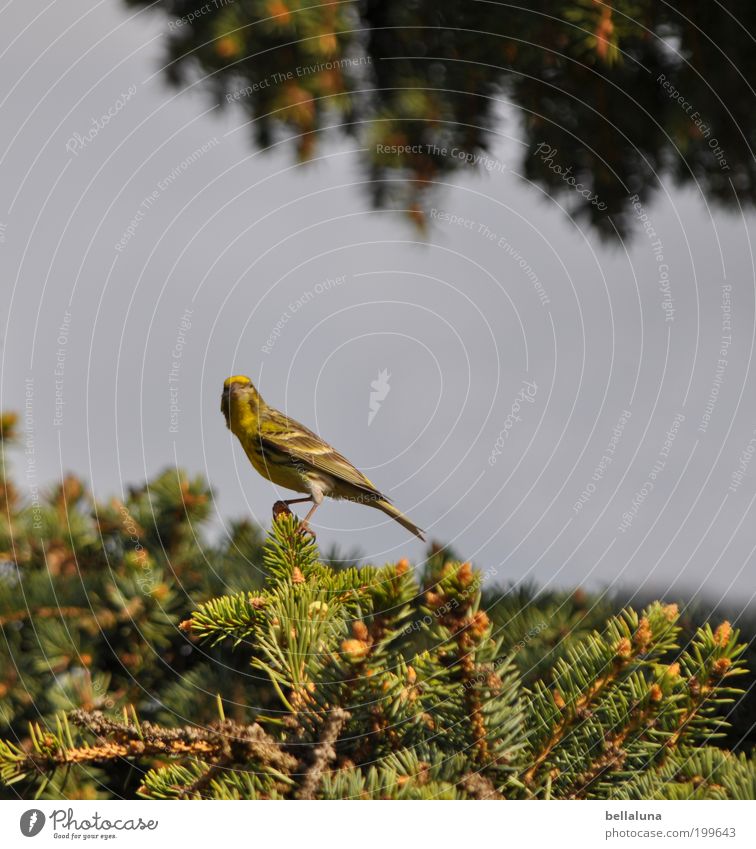 Einen schönen Muttertag! Umwelt Natur Himmel Wolkenloser Himmel Sonnenlicht Schönes Wetter Baum Garten Tier Wildtier Vogel Tiergesicht Flügel 1 sitzen Grünfink