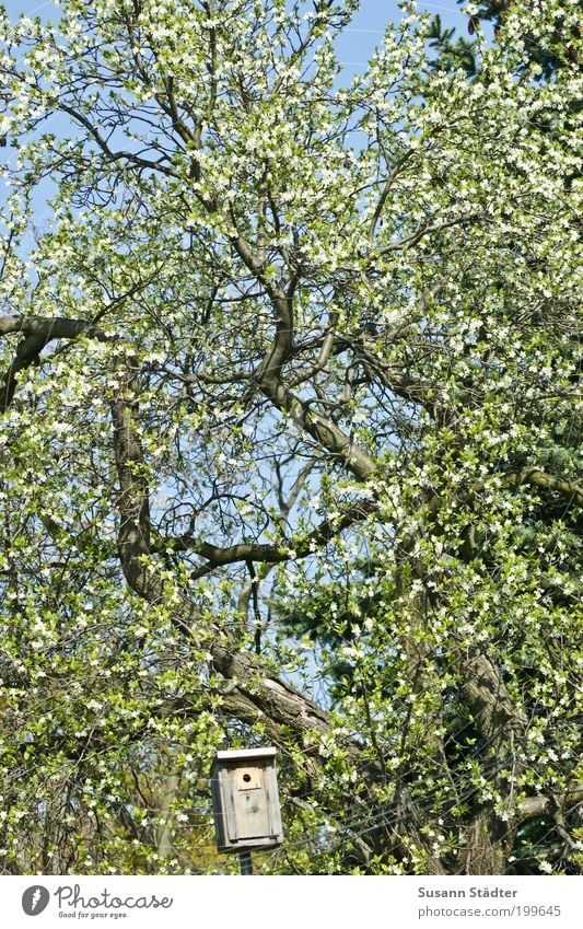 Vogelhäuschen Baum Park Häusliches Leben Futterhäuschen Blühend Blüte Rückzug brütend Brutkasten Frühling Himmel grün Gedeckte Farben Vogelperspektive