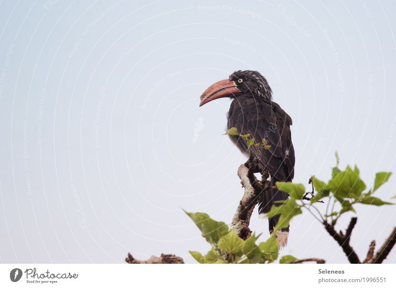 ganz oben angekommen Ferien & Urlaub & Reisen Ausflug Abenteuer Ferne Freiheit Umwelt Natur Baum Tier Wildtier Vogel Tiergesicht Flügel Schnabel Nashornvögel 1