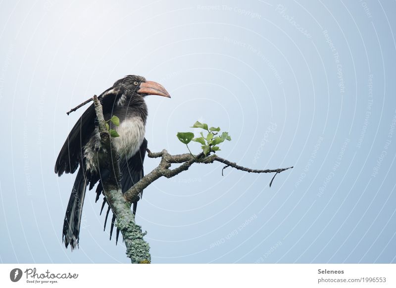 Startvorbereitung Ferien & Urlaub & Reisen Tourismus Ausflug Abenteuer Ferne Freiheit Umwelt Natur Himmel Wolkenloser Himmel Baum Tier Wildtier Vogel