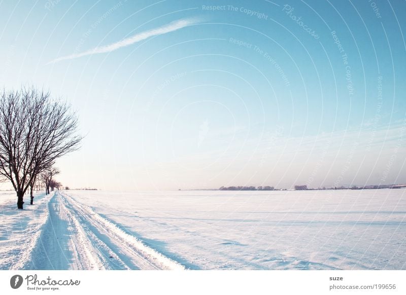 Wintermärchen Umwelt Natur Landschaft Himmel Horizont Schönes Wetter Schnee Baum Wege & Pfade träumen authentisch hell kalt natürlich schön weiß Einsamkeit Ziel