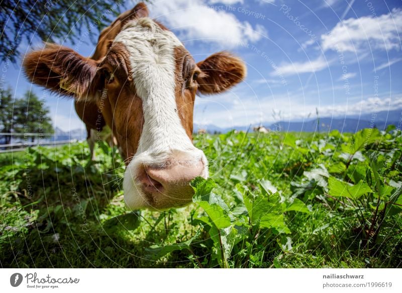 Kuh in Alpen Sommer Landwirtschaft Forstwirtschaft Umwelt Natur Landschaft Gras Wiese Feld Berge u. Gebirge Tier Nutztier 1 Herd & Backofen beobachten Fressen