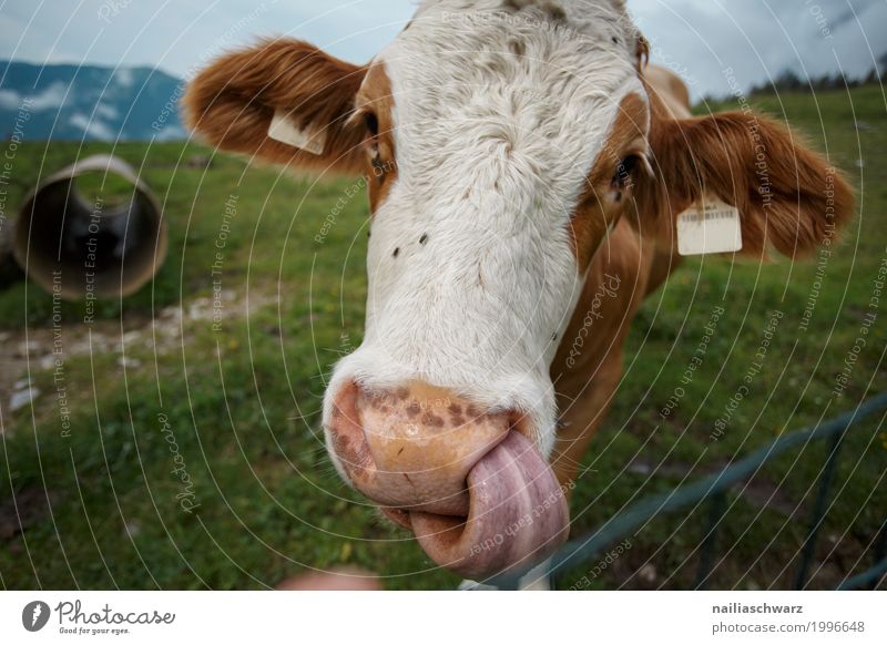 Kuh Sommer Bauernhof Landwirt Landwirtschaft Forstwirtschaft Natur Landschaft Wiese Alpen Berge u. Gebirge Österreich Tier Nutztier Tiergesicht 1