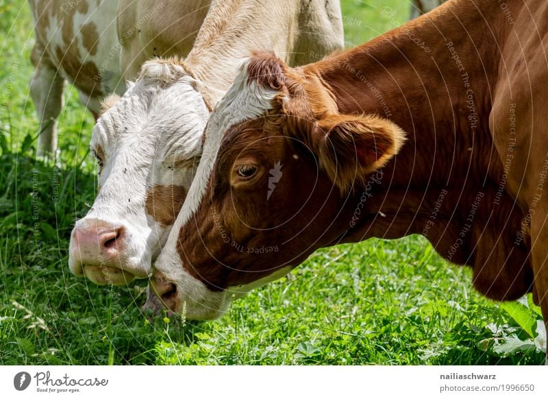 Frühlingsgefühle Sommer Landwirtschaft Forstwirtschaft Umwelt Natur Landschaft Schönes Wetter Gras Feld Alpen Berge u. Gebirge Tier Nutztier Kuh 2 Herde