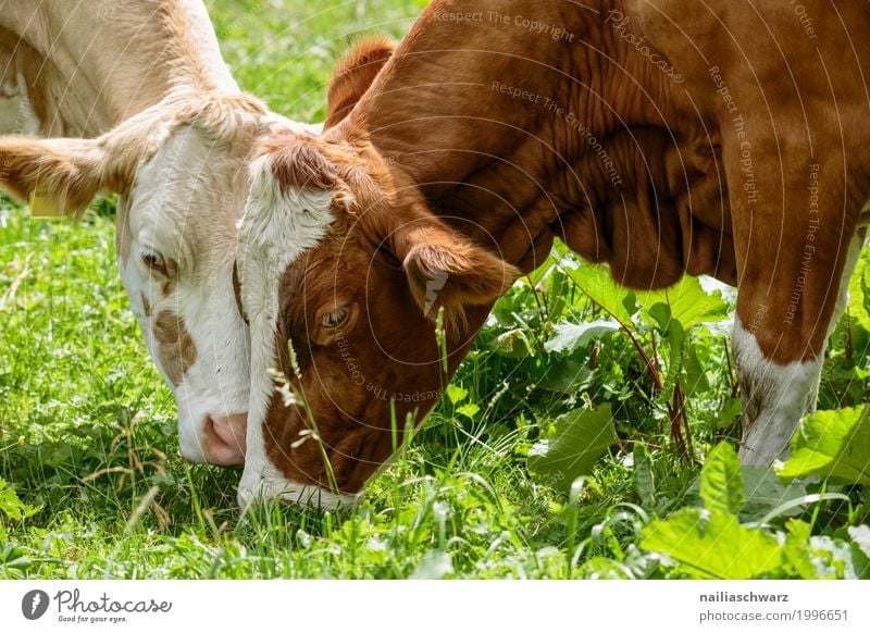 Zärtlichkeit Sommer Landwirtschaft Forstwirtschaft Umwelt Natur Frühling Gras Alm Wiese Feld Dorf Bauernhof Tier Haustier Nutztier Kuh 2 Tierfamilie