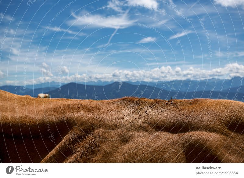 Rückenlandschaft Sommer Umwelt Natur Landschaft Luft Himmel Wolken Schönes Wetter Alpen Berge u. Gebirge Tier Haustier Nutztier Fell Kuh 1 muskulös natürlich