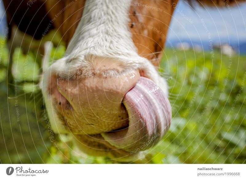 Kuh Sommer Landwirtschaft Forstwirtschaft Natur Landschaft Wiese Alpen Berge u. Gebirge Tier Nutztier Tiergesicht Fell Nase Zunge Schnauze 1 Herd & Backofen