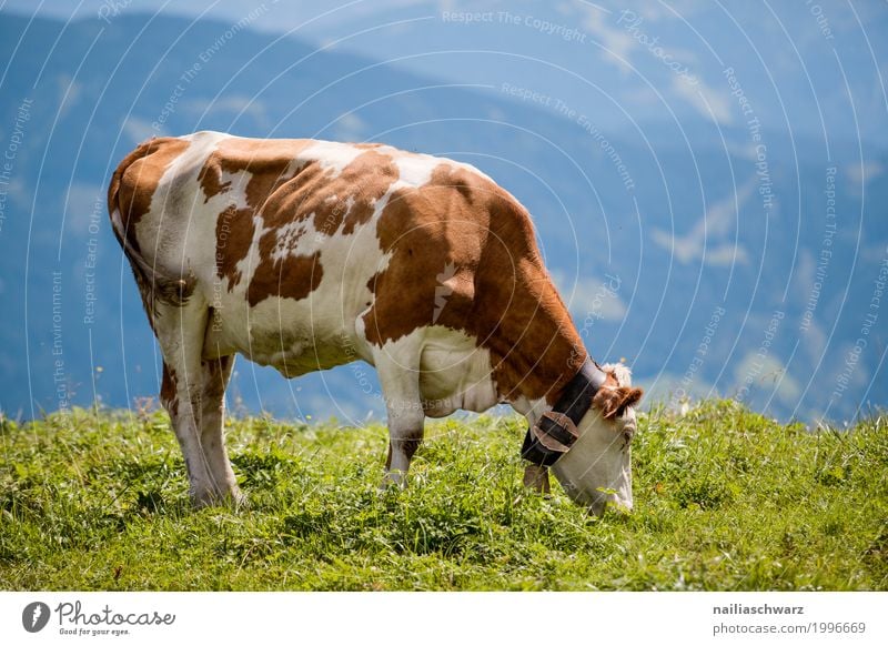 glückliche Kuh in Alpen Sommer Landwirtschaft Forstwirtschaft Umwelt Natur Landschaft Frühling Schönes Wetter Gras Wiese Feld Berge u. Gebirge Tier Haustier