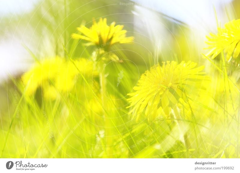 unerwünscht schön Frühling Sommer Wetter Schönes Wetter Wärme Gras Wiese Blume Löwenzahn hell wild Unkraut Unkrautbekämpfung ungebeten Natur Freiheit ungehorsam