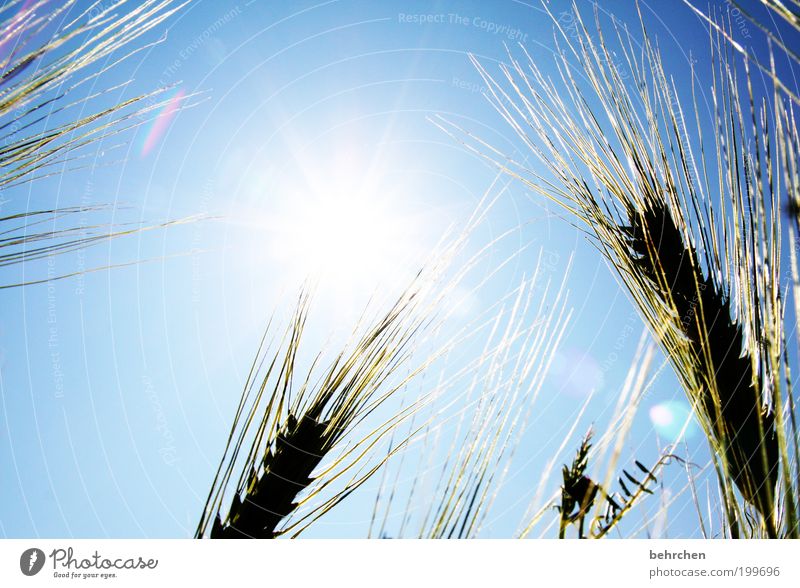 wunschvorstellung Umwelt Natur Landschaft Wolkenloser Himmel Frühling Sommer Herbst Klimawandel Schönes Wetter Pflanze Nutzpflanze Kraft Kornfeld Getreide