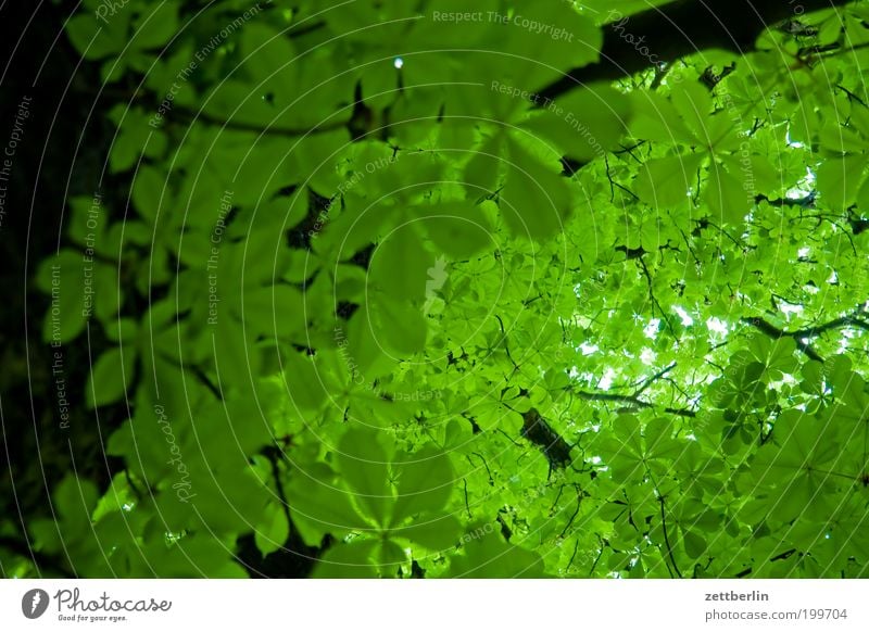 Kastanie Kastanienbaum Baum Laubbaum Wald Laubwald Blatt Blätterdach Dach Frühling Wachstum Pflanze Sauerstoff Erholung Erholungsgebiet Park Baumstamm grün