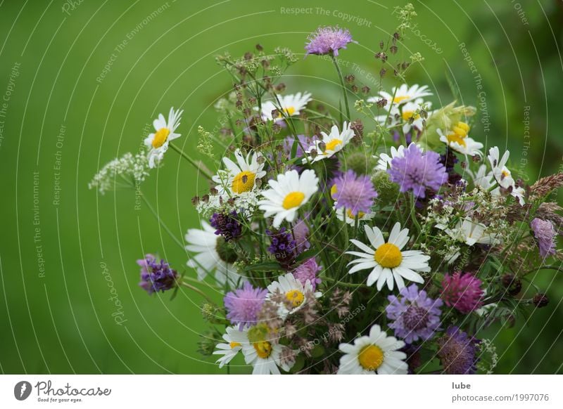 Blumenbild Natur Pflanze Frühling Gras Blüte Grünpflanze Nutzpflanze Wildpflanze Garten Park Wiese Blühend verblüht Blumenstrauß Gärtner Gänseblümchen grün