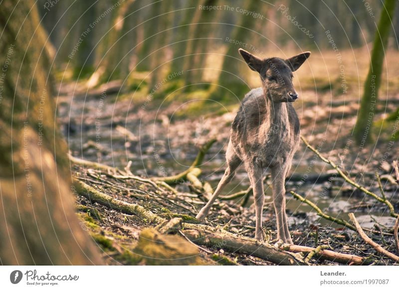 Bambi 02 Zoo Rehkitz 1 Tier Tierjunges warten Neugier Natur Wald Fluss Farbfoto Gedeckte Farben Textfreiraum links Textfreiraum rechts Textfreiraum oben