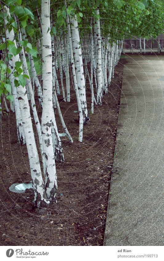 birkenstock Natur Frühling Pflanze Baum Blatt Birkenwald Birkenallee Park Wald Menschenleer Wege & Pfade Glück Frühlingsgefühle Warmherzigkeit Umweltschutz