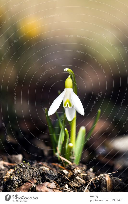 wachsen und gedeihen l bald blühen sie wieder Frühling Blume Blüte Schneeglöckchen Frühblüher Blühend leuchten Lebensfreude Frühlingsgefühle Vorfreude