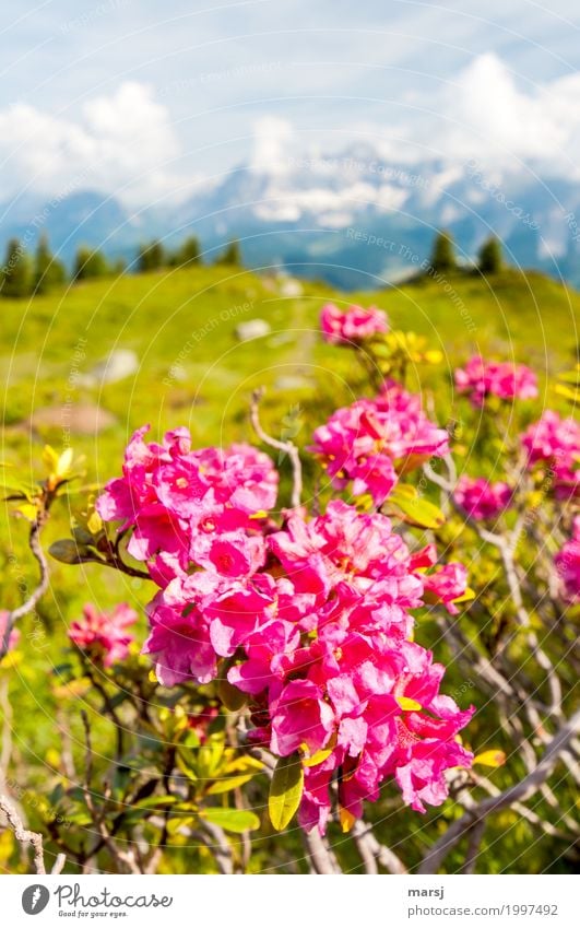 Ich freue mich schon drauf! Leben harmonisch Wohlgefühl ruhig Ferien & Urlaub & Reisen Tourismus Ausflug Abenteuer Ferne Berge u. Gebirge wandern Natur Pflanze