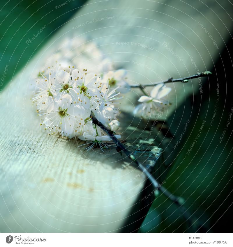 Kirschholz Duft Feste & Feiern Muttertag Taufe Natur Frühling Blüte Kirschblüten Zierkirsche Zweige u. Äste Garten Blühend ästhetisch außergewöhnlich