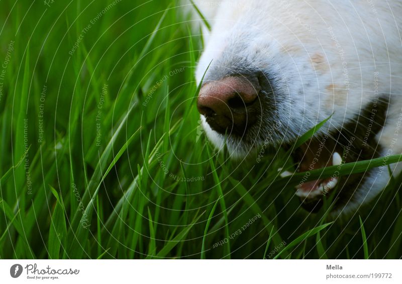 Grasen Umwelt Natur Wiese Feld Tier Hund Schnauze Maul Nase Gebiss Schnurrhaar 1 Fressen genießen außergewöhnlich grün weiß Appetit & Hunger beißen schnappen