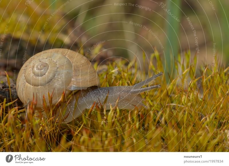 im Mooswald Tier Sonnenlicht Frühling Pflanze Wildtier Schnecke 1 Bewegung Blühend dehydrieren schleimig Schneckenhaus krabbeln Farbfoto Gedeckte Farben