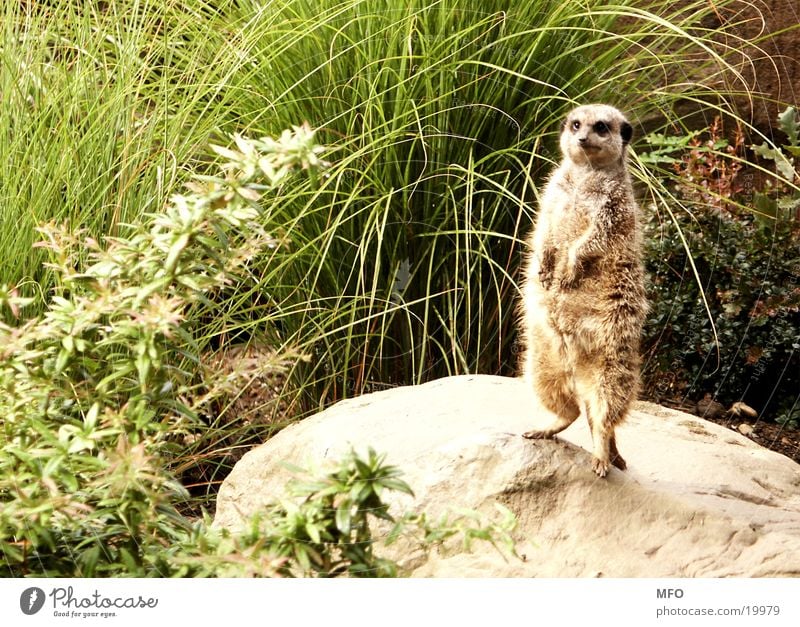 Erdmännchen süß niedlich Fell Plüsch Zoo Blick Spähen Possierlich